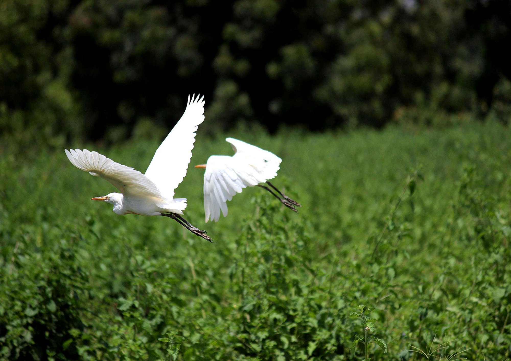 egrets 